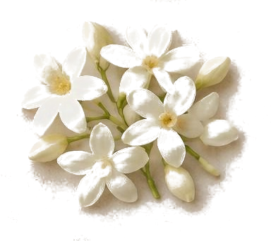 Jasmine absolute — illustrative raw material