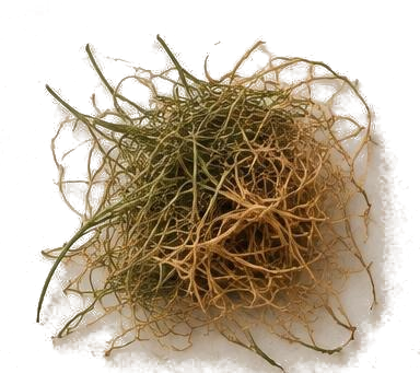 Vetiver — illustrative raw material